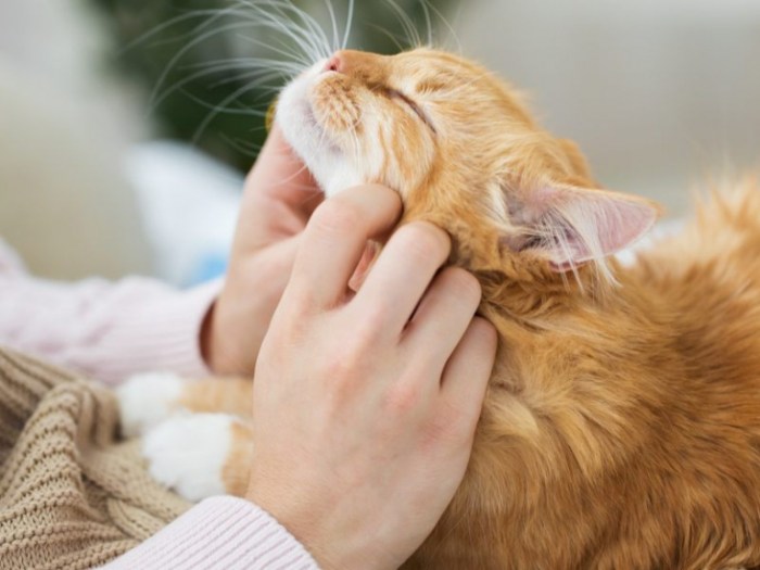 Can a Cat’s Purr Really Heal You? - Cats.com