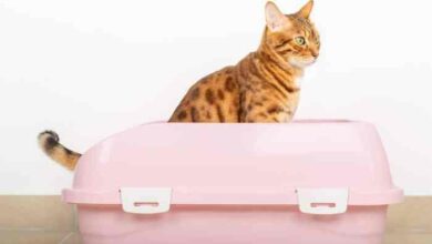 Why Do Cats Sit By Their Litter Box at Matilda Howard blog