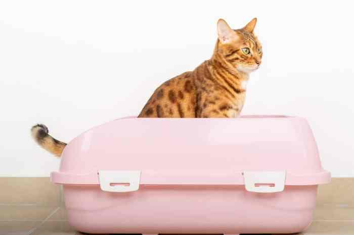 Why Do Cats Sit By Their Litter Box at Matilda Howard blog