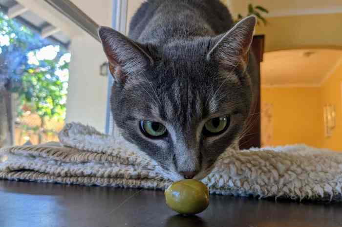 Pin by Awesome * on Cute Cats ! | Animals, Cats, Olive