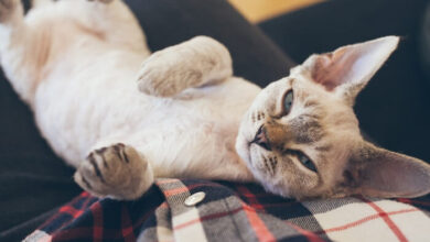 Famotidine Dosage Chart for Cats: Risks, Side Effects, Dosage, and More ...
