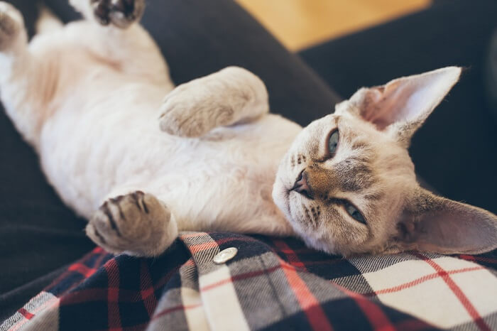 Famotidine Dosage Chart for Cats: Risks, Side Effects, Dosage, and More ...