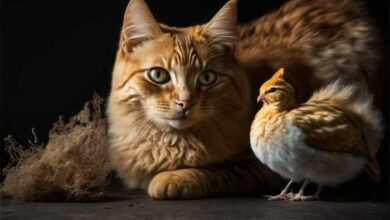 Can Cats Eat Chicken Hearts? A Feline Nutrition Guide | PetShun