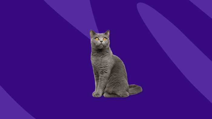 MiraLAX for Cats: Dosage and Uses (Vet Answer) | Hepper Pet Resources