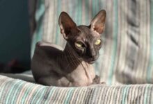 10 Big Eared Cat Breeds | Wordy Wanderings