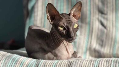 10 Big Eared Cat Breeds | Wordy Wanderings