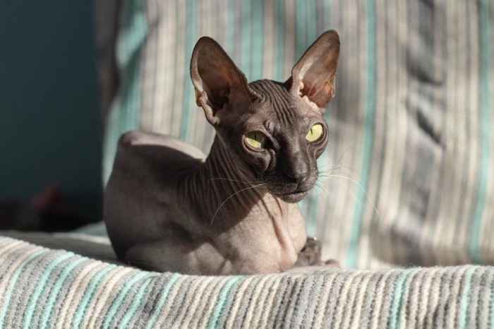10 Big Eared Cat Breeds | Wordy Wanderings