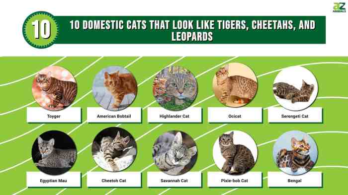 10 Domestic Cats That Look Like Tigers, Cheetahs, and Leopards - A-Z ...