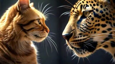 8 Cats That Look Like Leopards