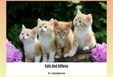 Facts kittens