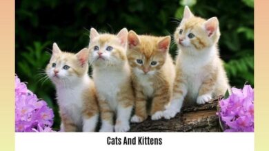 Facts kittens
