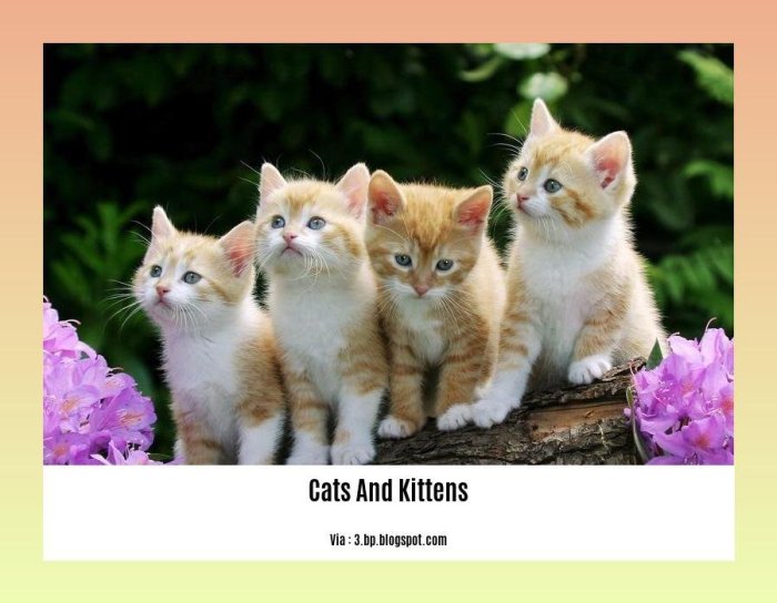 Facts kittens