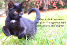 Are Black Cats the New Good Luck Charm? | Mother Nature