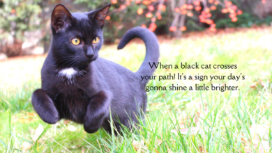 Are Black Cats the New Good Luck Charm? | Mother Nature