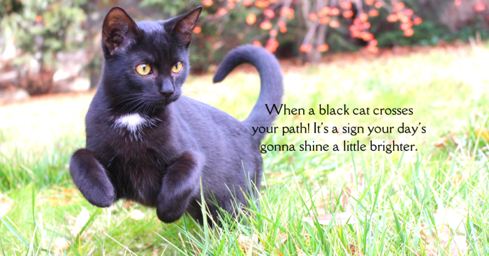 Are Black Cats the New Good Luck Charm? | Mother Nature