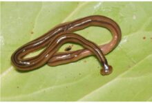 Giant worms chez moi! Hammerhead flatworms (Platyhelminthes ...