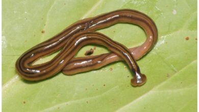 Giant worms chez moi! Hammerhead flatworms (Platyhelminthes ...