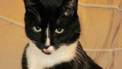40 Blepping Cats Seem To Forget That Their Tongues Are Supposed To Be ...