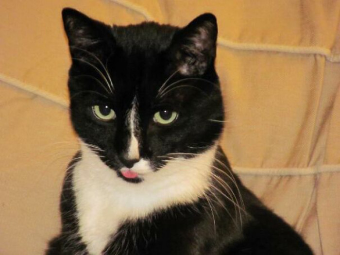 40 Blepping Cats Seem To Forget That Their Tongues Are Supposed To Be ...