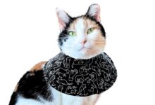 Cat Cone Collar Soft, Soft Cat Cones to Stop Licking, Cat Elizabethan ...