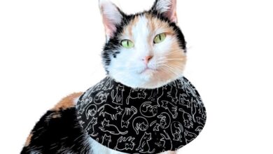 Cat Cone Collar Soft, Soft Cat Cones to Stop Licking, Cat Elizabethan ...