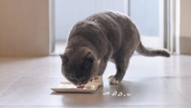 A Guide to Treating Cats with Sensitive Stomachs-Puainta®