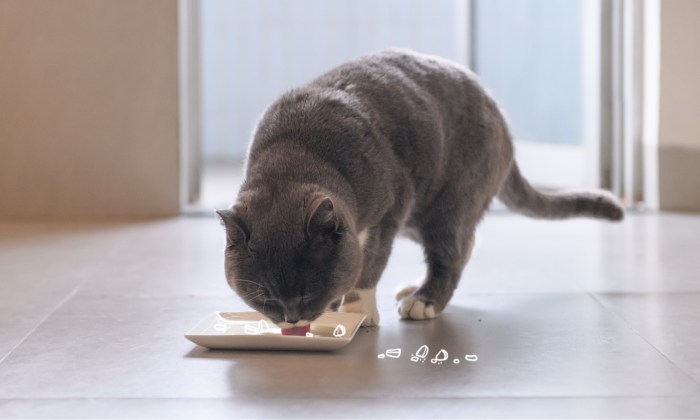 A Guide to Treating Cats with Sensitive Stomachs-Puainta®