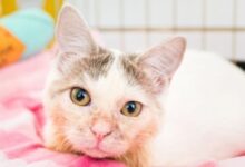 Radial Hypoplasia in Cats: Causes, Symptoms, and Treatment - Cats.com