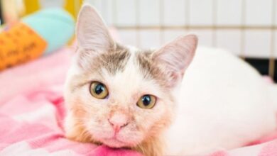 Radial Hypoplasia in Cats: Causes, Symptoms, and Treatment - Cats.com