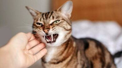 Are Cats Ticklish? Find Out The Answer Here.