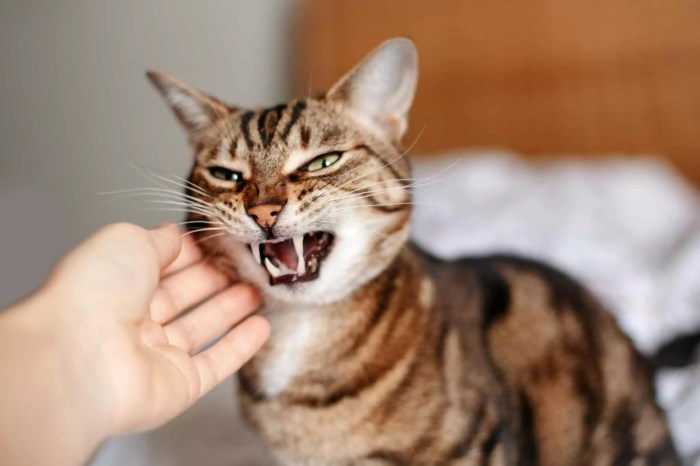 Are Cats Ticklish? Find Out The Answer Here.