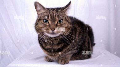 Mackerel Tabby cat Stock Photo - Alamy