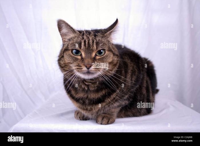 Mackerel Tabby cat Stock Photo - Alamy