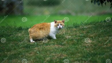 Manx Domestic Cat, Tailless Breed Stock Image - Image of hair, standing ...