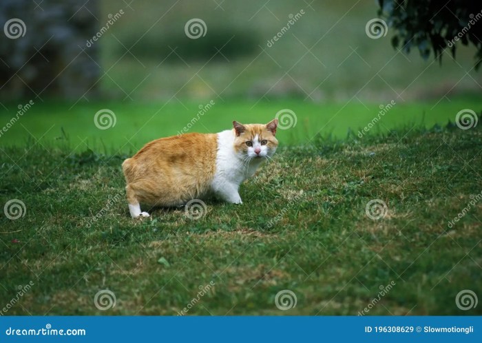 Manx Domestic Cat, Tailless Breed Stock Image - Image of hair, standing ...