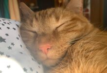 Feline ‘freckles’ (9 facts) – Michael Broad