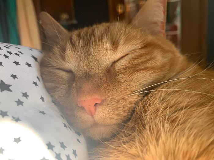Feline ‘freckles’ (9 facts) – Michael Broad