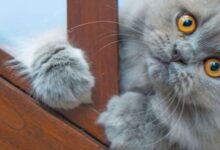 What is Feline Radial Hypoplasia? - [Vet Explains Pets]