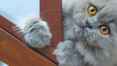 What is Feline Radial Hypoplasia? - [Vet Explains Pets]