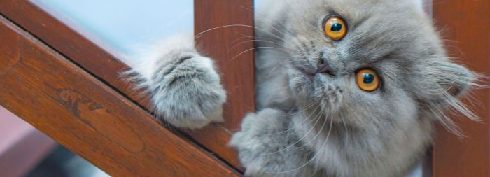 What is Feline Radial Hypoplasia? - [Vet Explains Pets]