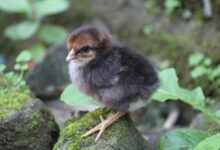 Can Cats Have Chicken Liver? [Comprehensive Answer] - Nahf.org