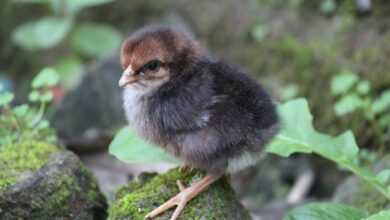Can Cats Have Chicken Liver? [Comprehensive Answer] - Nahf.org