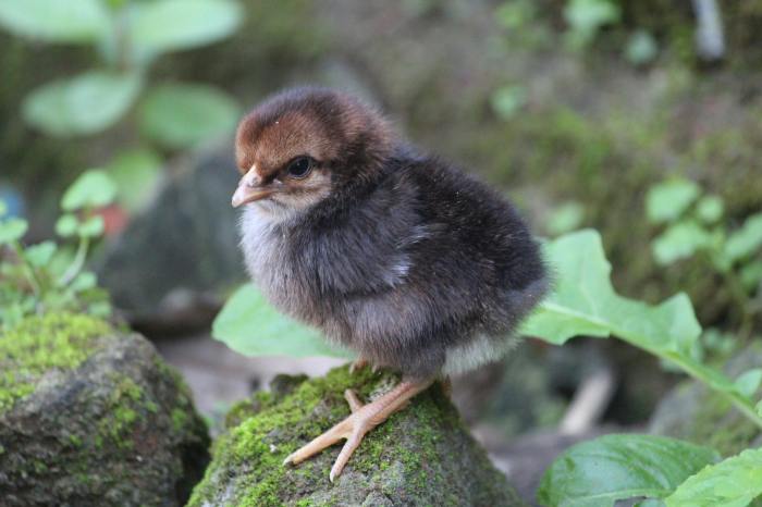 Can Cats Have Chicken Liver? [Comprehensive Answer] - Nahf.org