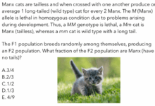 Solved Manx cats are tailless and when crossed with one | Chegg.com