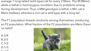 Solved Manx cats are tailless and when crossed with one | Chegg.com