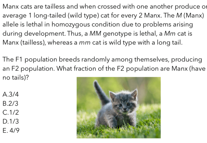 Solved Manx cats are tailless and when crossed with one | Chegg.com