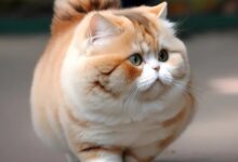 Funny cat breeds