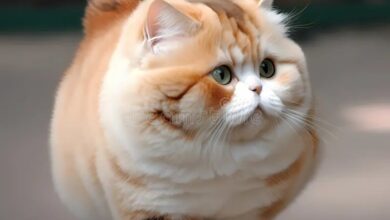 Funny cat breeds