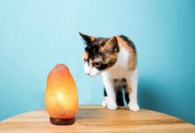 Important Facts About Salt Lamps And Cats