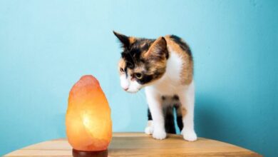 Important Facts About Salt Lamps And Cats